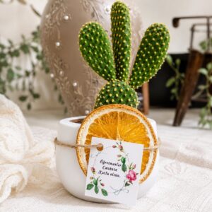 Sukulent Koleksiyonu- Öğretmenler Günü Hediyelik